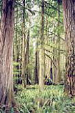 良質な高耐久のウェスタンレッドシダーの原生林