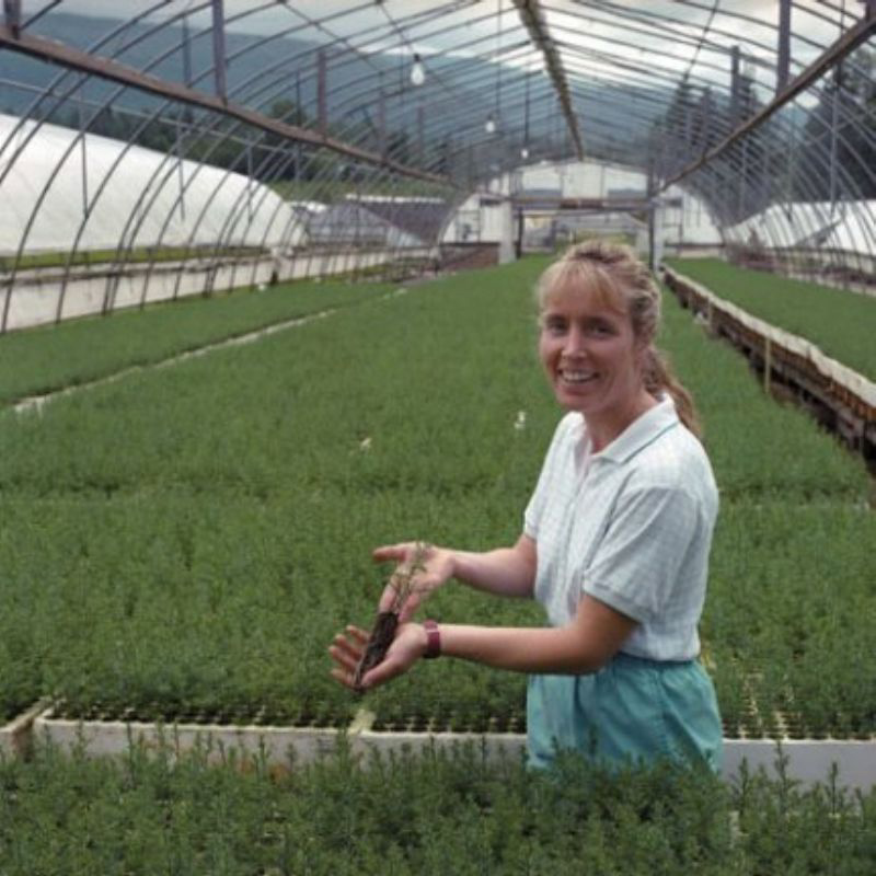 ������������ł͖؂͏\���Ɉ炿�܂���B�c�̈琬����؂ł��B